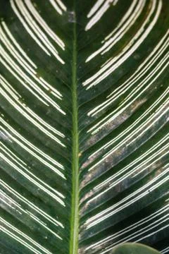 Green leaf Stock Photos