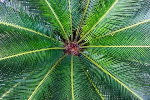 Green leaf Stock-Fotos