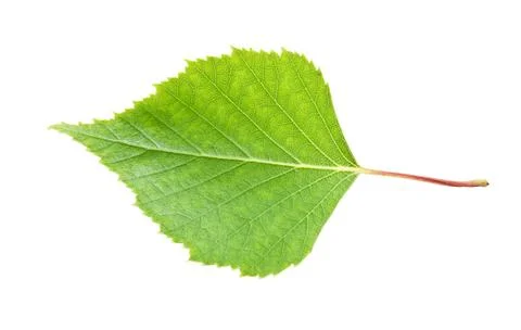 Green leaf Stock Photos