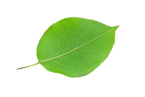 Green leaf Stock Photos