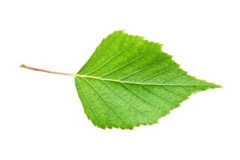 Green leaf Stock Photos