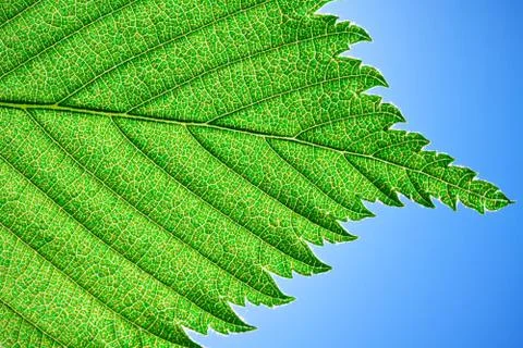 Green leaf Stock Photos