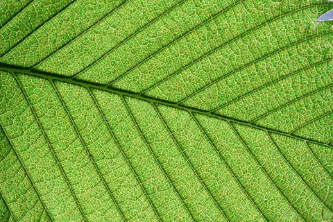 Green leaf Stock Photos