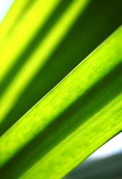 Green leaf Stock Photos