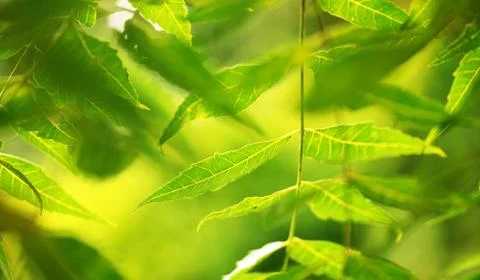 Green leaf Stockfoto's