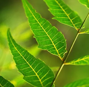 Green leaf Фото