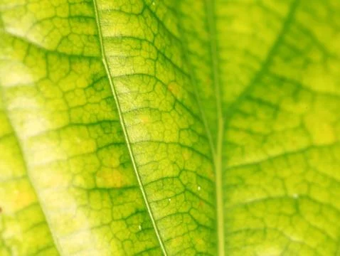 Green leaf Stock Photos
