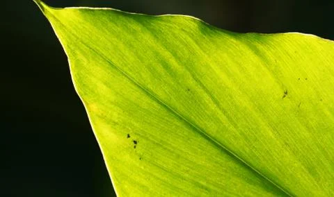 Green leaf Фото