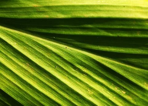 Green leaf Fotos Stock