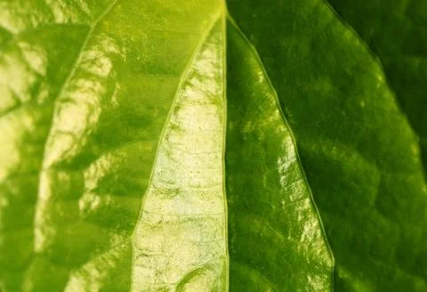 Green leaf Stock Photos