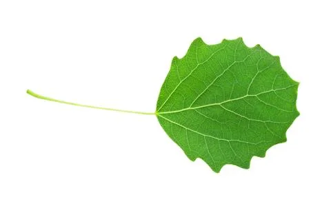 Green leaf Stock Photos