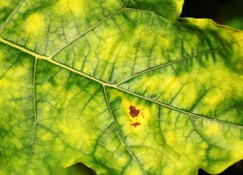 Green leaf Stock Photos