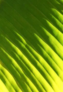 Green leaf Stockfoto's