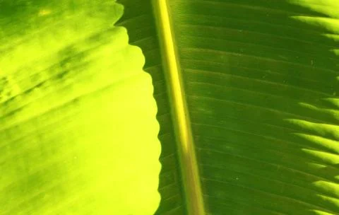 Green leaf Fotos Stock