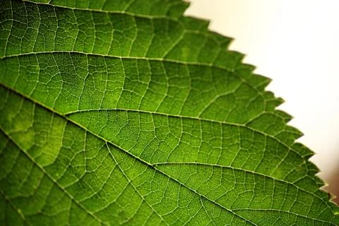 Green leaf Stock Photos