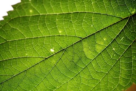 Green leaf Stock Photos