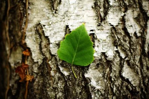Green leaf Stock Photos