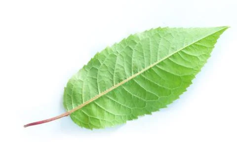 Green leaf Foto stock