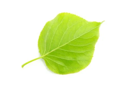 Green leaf Stock Photos