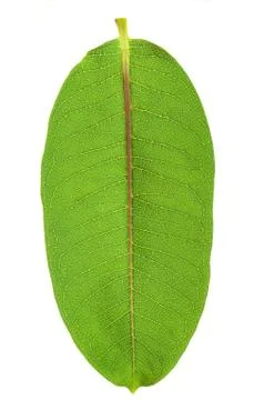 Green leaf Stock Photos