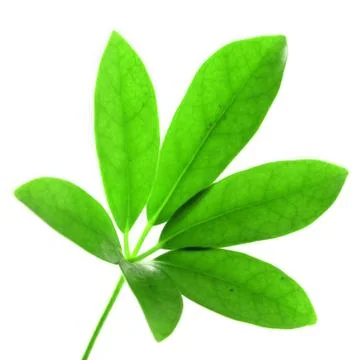 Green leaf Stock Photos