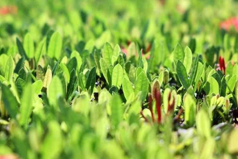 Green leaf Stock Photos