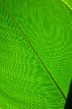 Green leaf Stock Photos