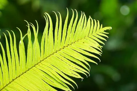 Green leaf Stock Photos