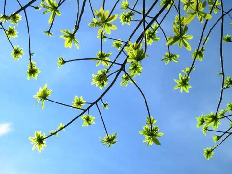 Green leaf Stock Photos