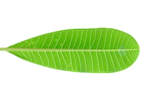 Green leaf Stock Photos