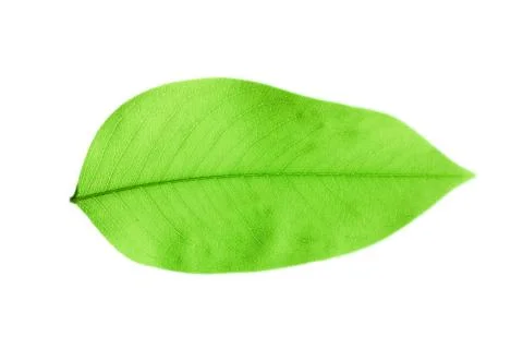 Green leaf Stock Photos