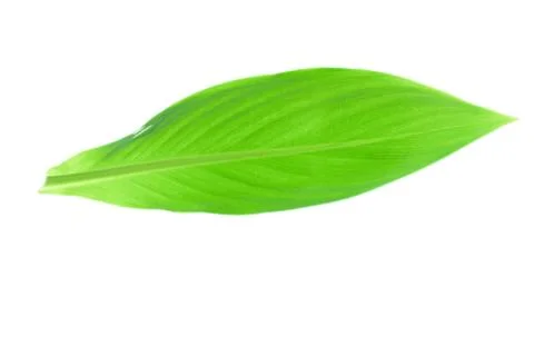 Green leaf Stock Photos