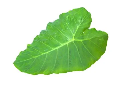 Green leaf Stock Photos