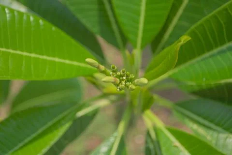 Green leaf Stock Photos