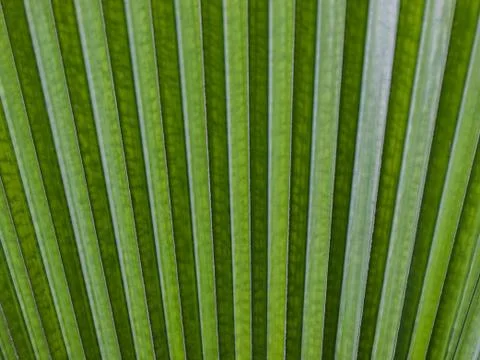 Green leaf Stock Photos