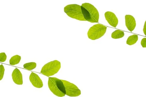 Green leaf Stock Photos