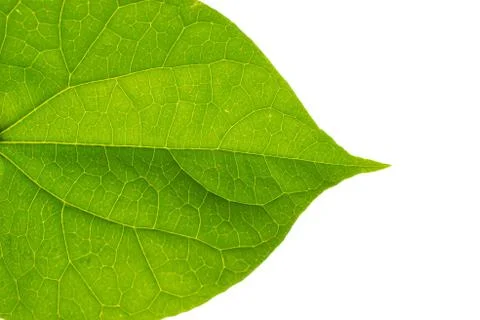 Green leaf Stock Photos