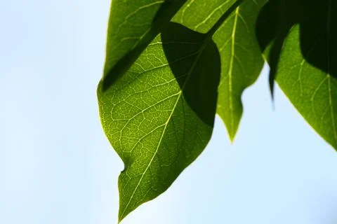 Green leaf Stock Photos