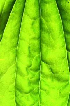 Green leaf Foto stock