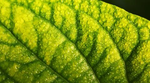 Green leaf Фото