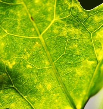 Green leaf Stockfoto's