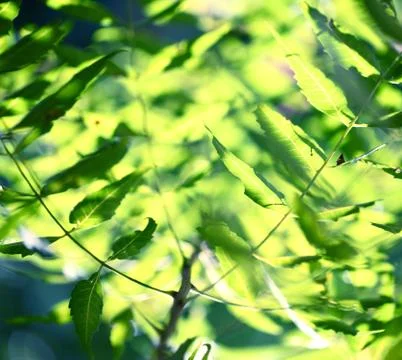 Green leaf Stock Photos