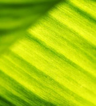 Green leaf Stockfoto's