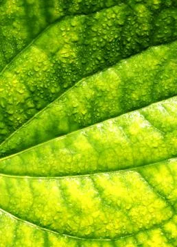 Green leaf Фото