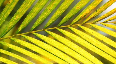 Green leaf Stock Photos