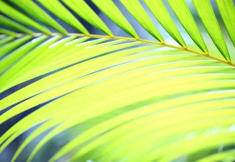 Green leaf Фото