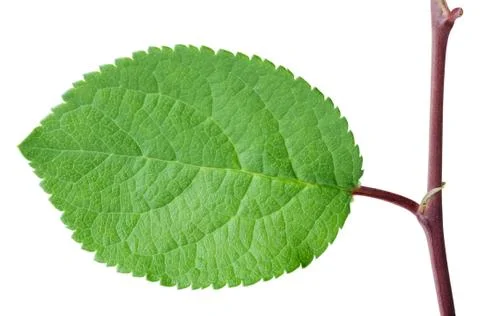 Green leaf Stock Photos