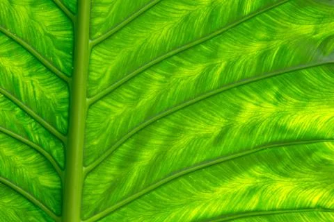 Green leaf Stock Photos