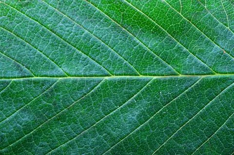 Green leaf Stock Photos