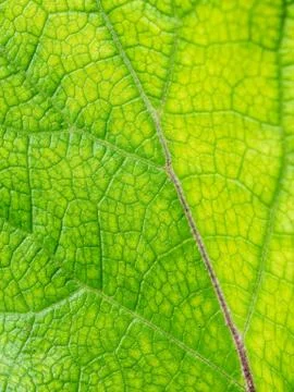 Green leaf Stock Photos